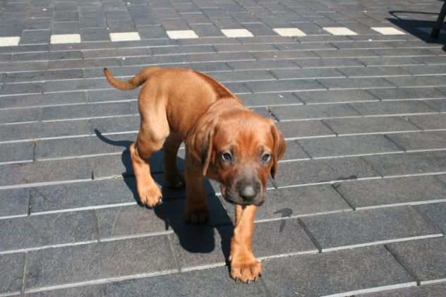 Disponibili cuccioli Rhodesian Ridgeback con pedigree