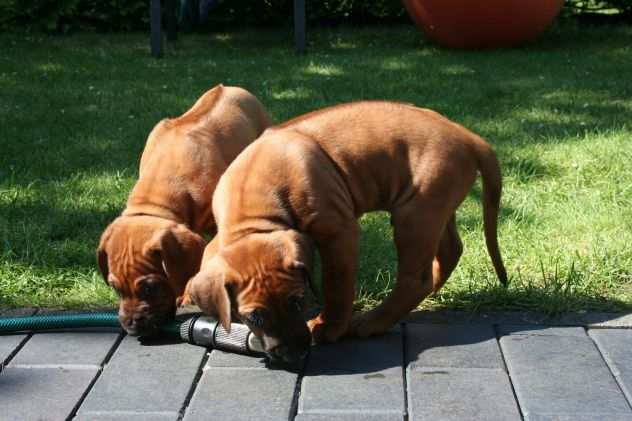 Disponibili cuccioli Rhodesian Ridgeback con pedigree