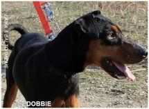 DOBBIE, splendida cagnolina