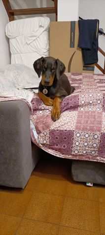 Doberman 4 mesi