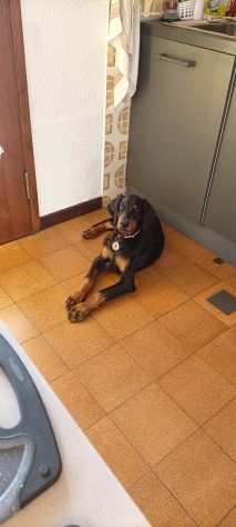 Doberman 4 mesi