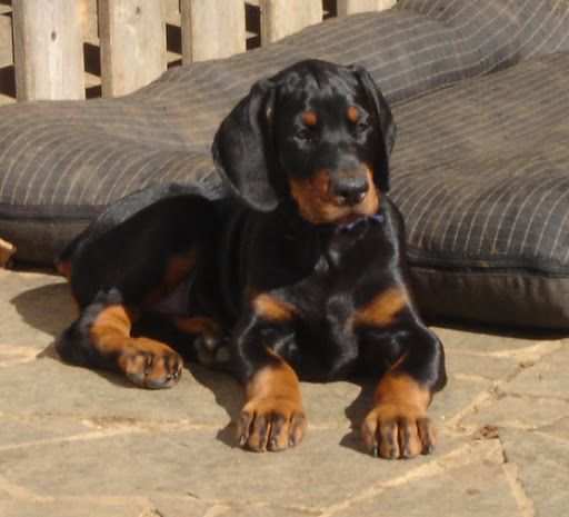 DOBERMANN CUCCIOLI DISPONIBILI