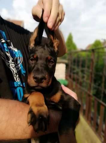 Dobermann cuccioli in vendita