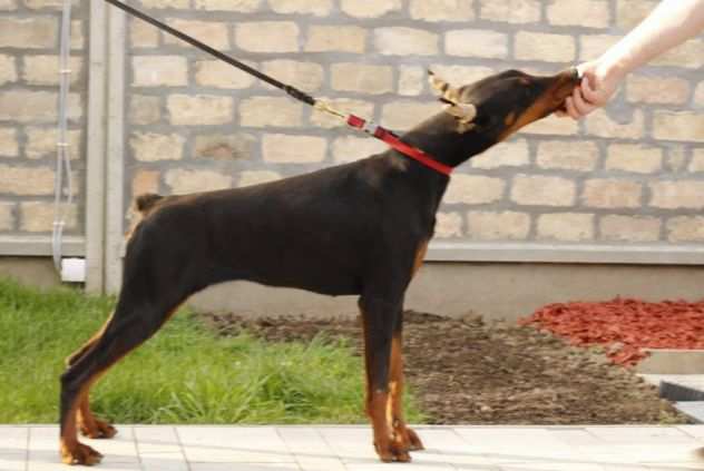 Dobermann cuccioli in vendita