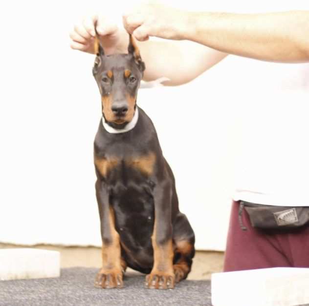 Dobermann cuccioli in vendita