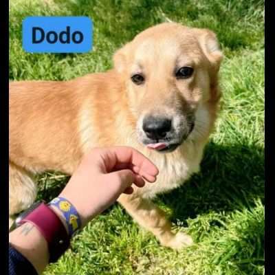 DODO CAGNOLINO IN ADOZIONE