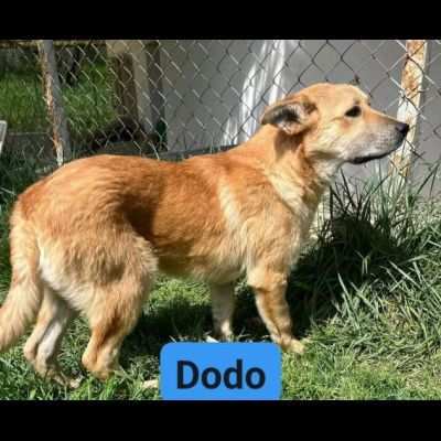 DODO CAGNOLINO IN ADOZIONE