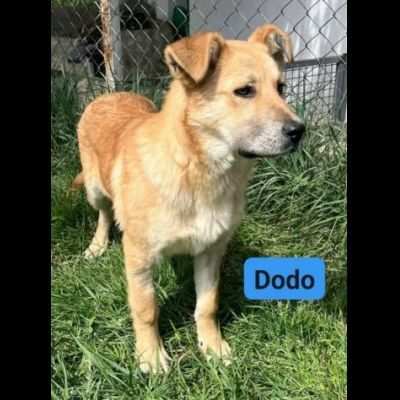 DODO CAGNOLINO IN ADOZIONE