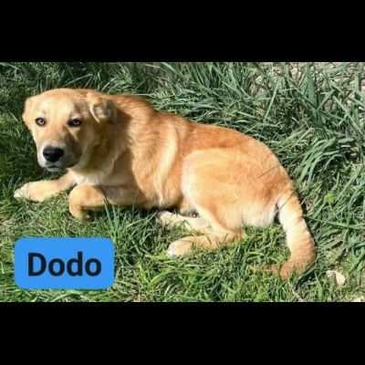 DODO CAGNOLINO IN ADOZIONE