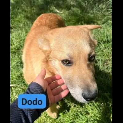 DODO CAGNOLINO IN ADOZIONE