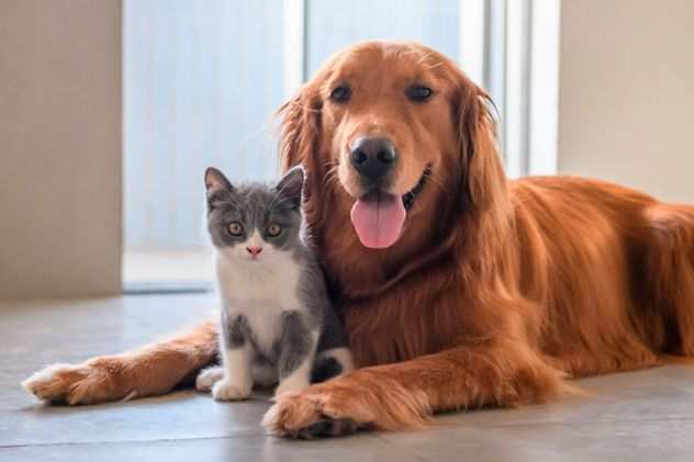 Dog e Cat sitter