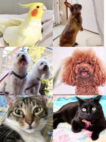 Dog sitter, Cat sitter e pensione per tutti gli animali