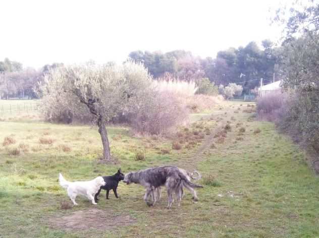 DOG SITTER - pensione cani