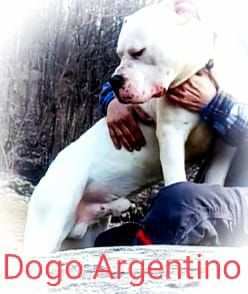 Dogo Argentino accoppiamento