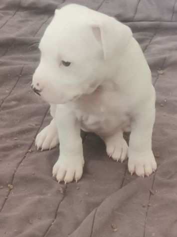 Dogo Argentino cuccioli