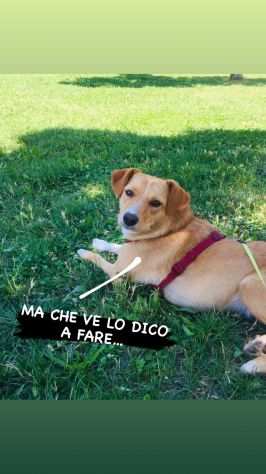 DOGSITTER CATSITTER amp PENSIONE