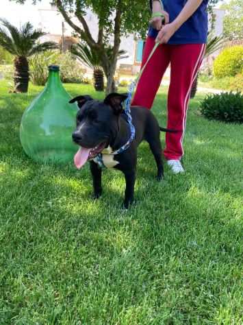 DOLCE AMSTAFF CHIUSO AL CANILE