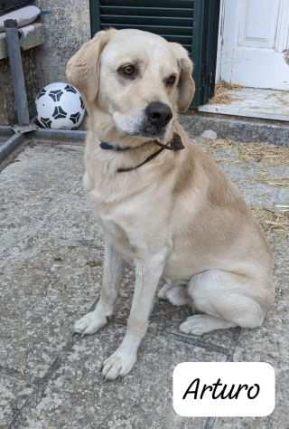 Dolce Arturo ha bisogno di una casa urgente