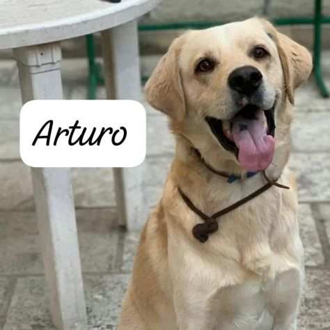 Dolce Arturo ha bisogno di una casa urgente