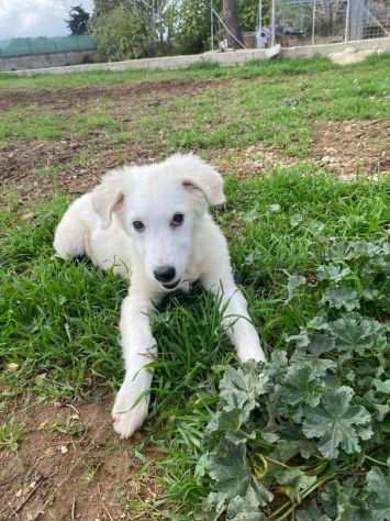 Dolce Asuna cucciola di 3 mesi ha conosciuto labbandono,aspetta la sua famiglia