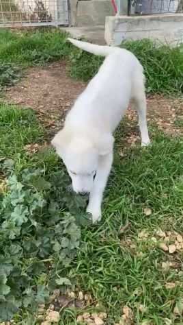 Dolce Asuna cucciola di 3 mesi ha conosciuto labbandono,aspetta la sua famiglia