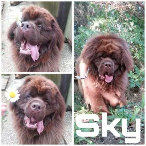 Dolce cagnolone in adozione Sky cerca casa