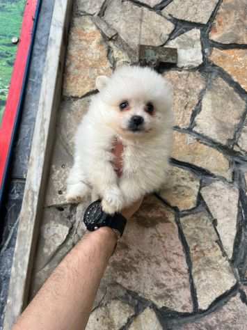 Dolce piccola volpino della pomerania nano colore bianco femmina