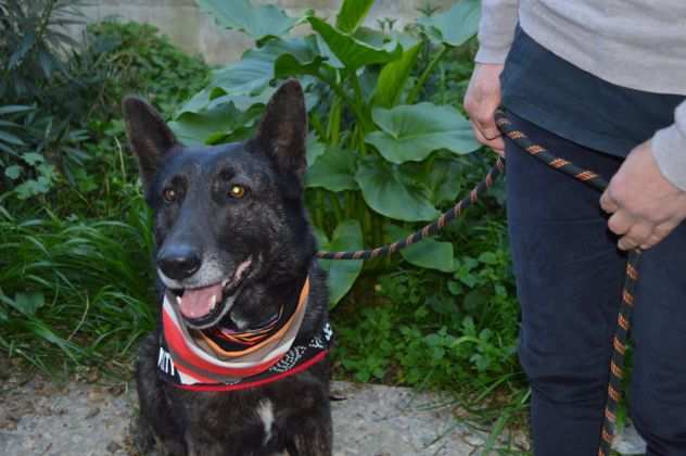 Dolcissima Bella, cerca urgentemente casa