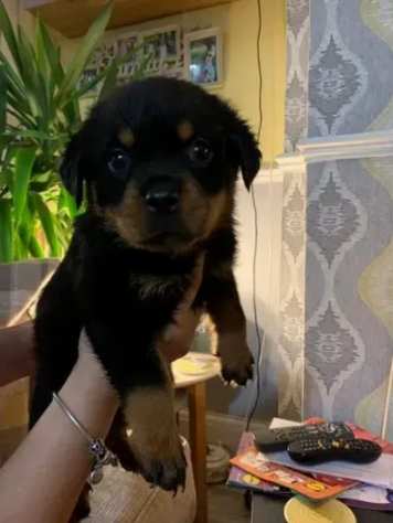 Dolcissimi Eccezionali cuccioli di Rottweiler