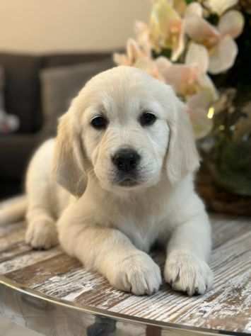 Dolcissimo cuccioli GOLDEN RETRIEVER - Aspettando una bella Famiglia