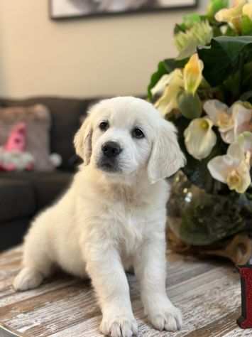 Dolcissimo cuccioli GOLDEN RETRIEVER - Aspettando una bella Famiglia