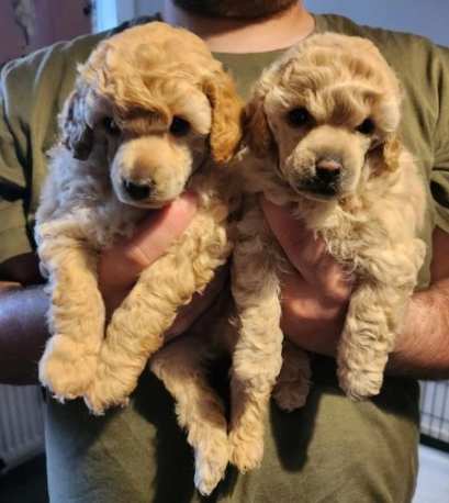 Dolcissimo e bellissimo cucciolo di Barboncino