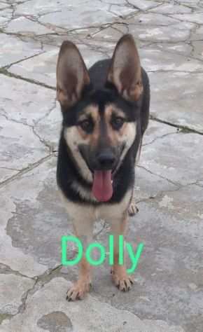 DOLLY 18mesi dolce pastorina Sicilia