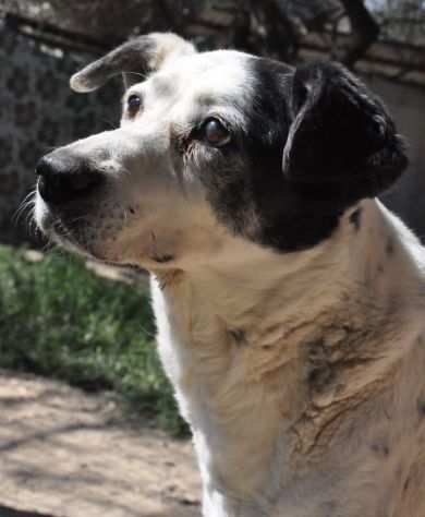 DORA, deliziosa cagnolina ageacutee