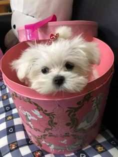 Due bellissimi Cuccioli di Maltese Maschio e Femmina cercano Urgentemente una nu