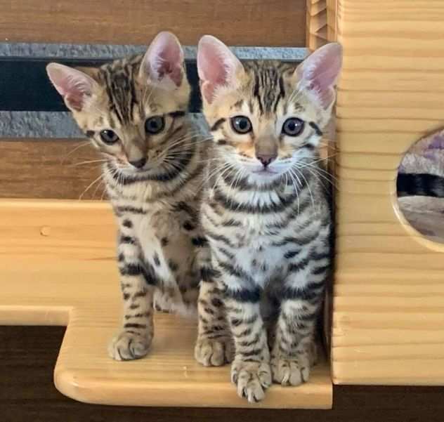 DUE BELLISSIMI GATTINI (BENGALA) MASCHIO E FEMMINA  CERCANO ADOZIONE