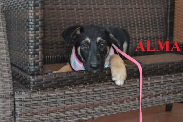 Due cucciole in cerca di casa Alma e Agatha