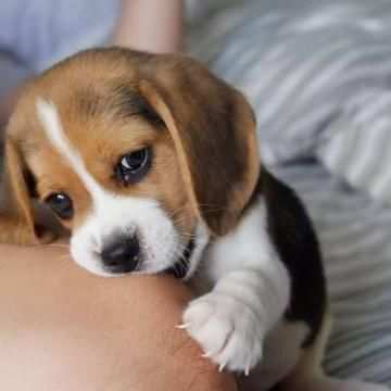 due cuccioli di BEAGLE per ladozione (regalo.contattare urgentement