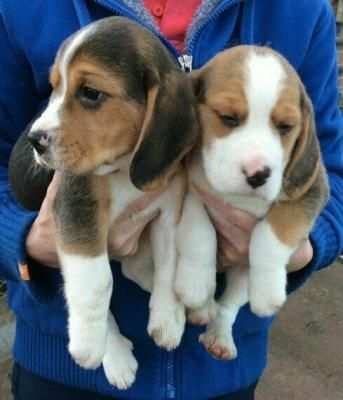 due cuccioli di BEAGLE per ladozione (regalo.contattare urgentement