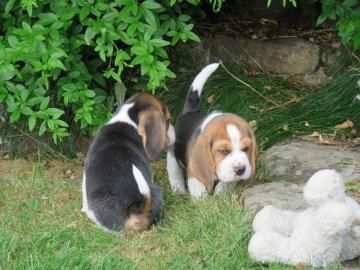 due cuccioli di BEAGLE per ladozione (regalo.contattare urgentement