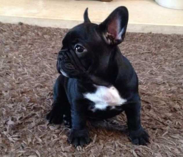 due cuccioli di BULLDOG FRANCESE per ladozione (regalo...contattare urgentement