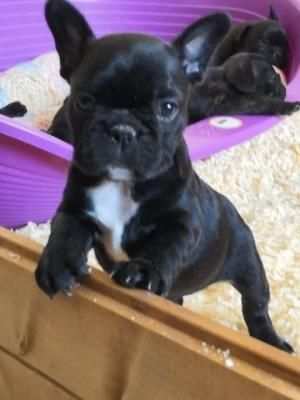 due cuccioli di BULLDOG FRANCESE per ladozione (regalo...contattare urgentement