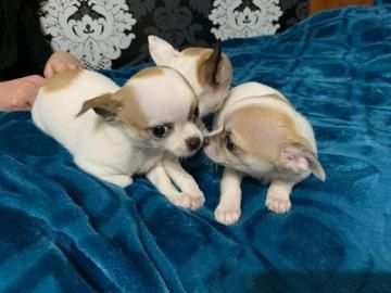 due cuccioli di CHIHUAHUA MINI TOY per ladozione (regalo.contattare urgentement
