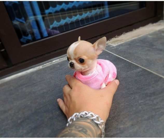 due cuccioli di CHIHUAHUA MINI TOY per ladozione (regalo.contattare urgentement