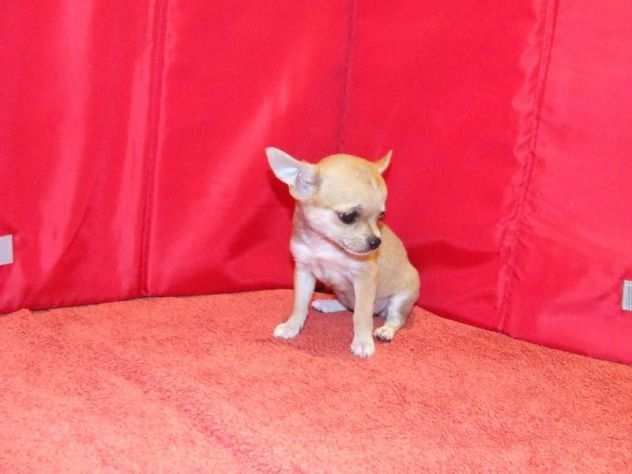 due cuccioli di CHIHUAHUA MINI TOY per ladozione (regalo.contattare urgentement