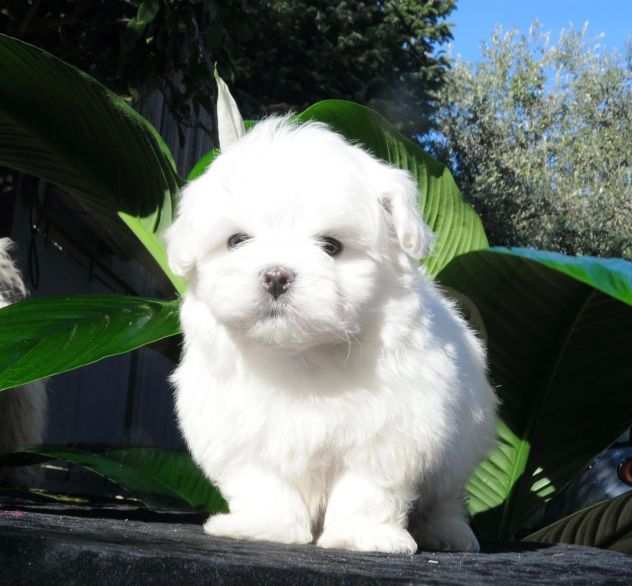 due cuccioli di MALTESE MINI TOY per ladozione (regalo..contattare urgentement