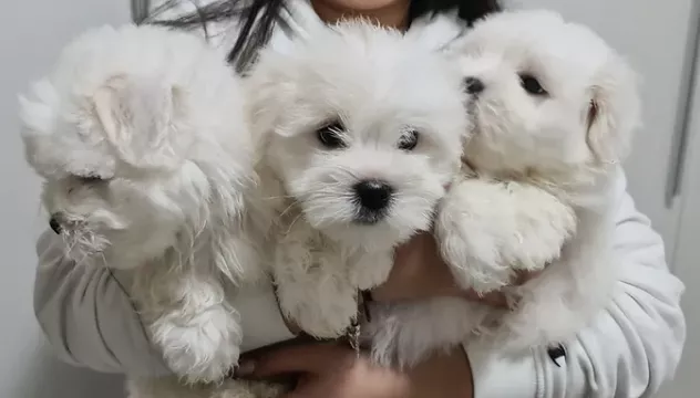 due cuccioli di MALTESE MINI TOY per ladozione (regalo..contattare urgentement