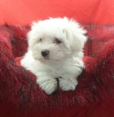 due cuccioli di MALTESE MINI TOY per ladozione (regalo..contattare urgentement