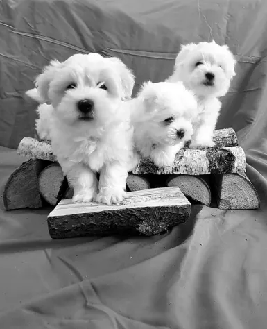 due cuccioli di MALTESE MINI TOY per ladozione (regalo..contattare urgentement