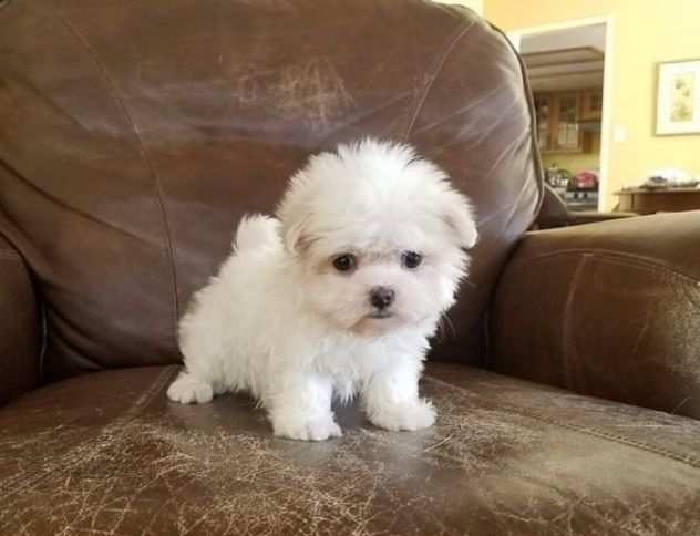 due cuccioli di MALTESE MINI TOY per ladozione (regalo..contattare urgentement